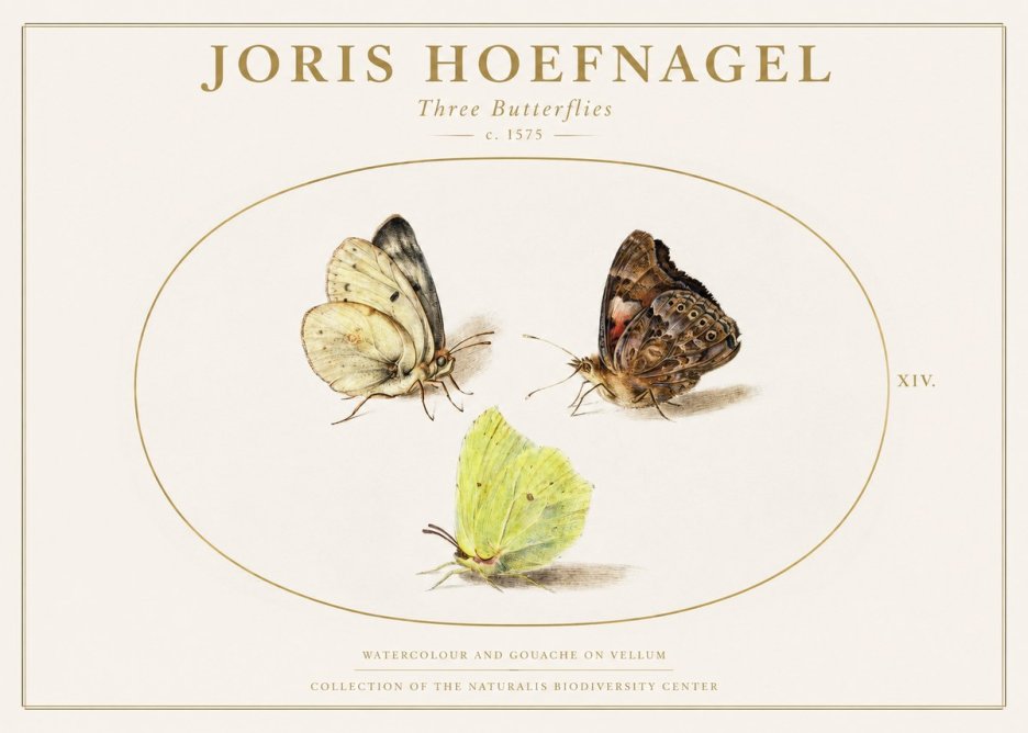 Joris Hoefnagel Three Butterflies II No1 - Affiche