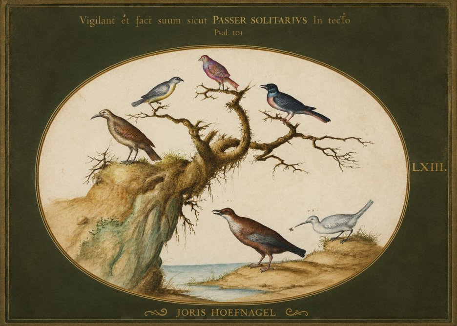 Joris Hoefnagel Vigilant Et Fact Suum Sicut Passer Solitarius in Tecto No1 - Affiche