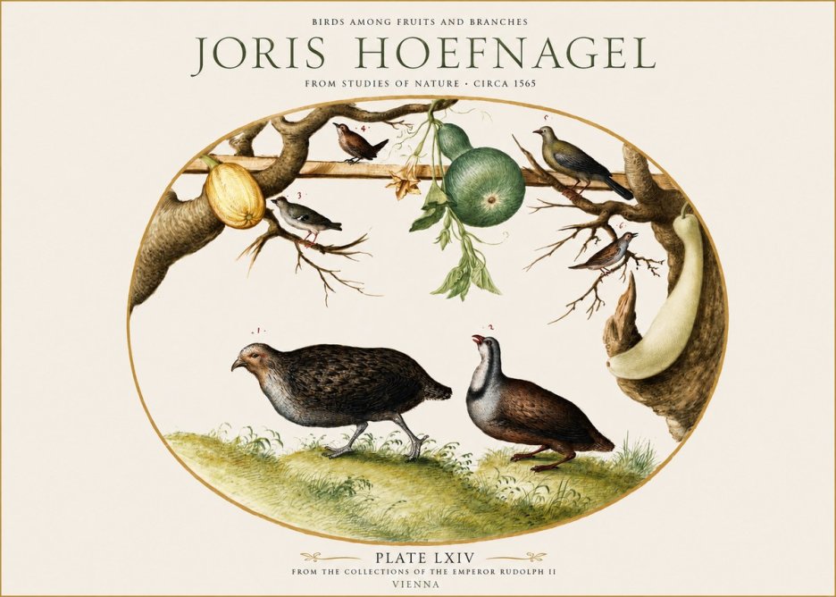 Joris Hoefnagel Birds Among Fruits and Branches No1 - Affiche