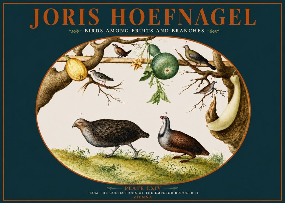 Joris Hoefnagel Birds Among Fruits and Branches No4 - Affiche