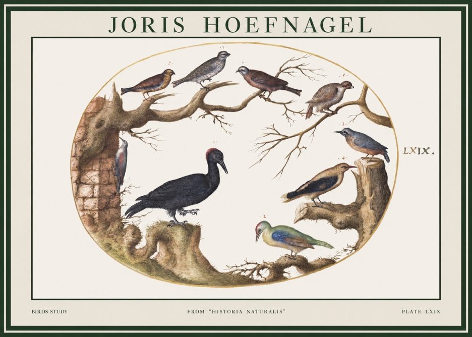 Joris Hoefnagel Birds in an Oval Frame No2 - Affiche