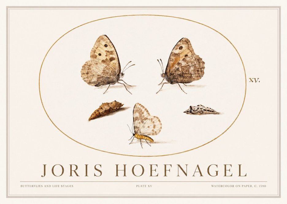 Joris Hoefnagel Butterflies and Life Stages - Plate Xv No1 - Affiche
