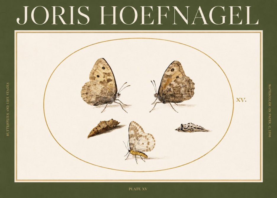 Joris Hoefnagel Butterflies and Life Stages - Plate Xv No2 - Affiche