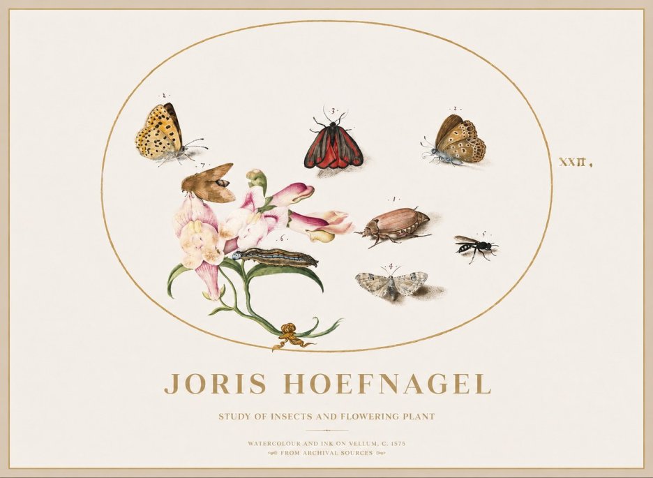 Joris Hoefnagel Study of Insects and Flowering Plant No1 - Affiche