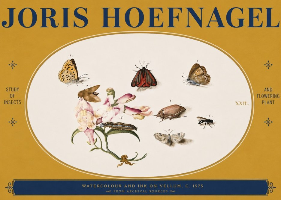 Joris Hoefnagel Study of Insects and Flowering Plant No3 - Affiche