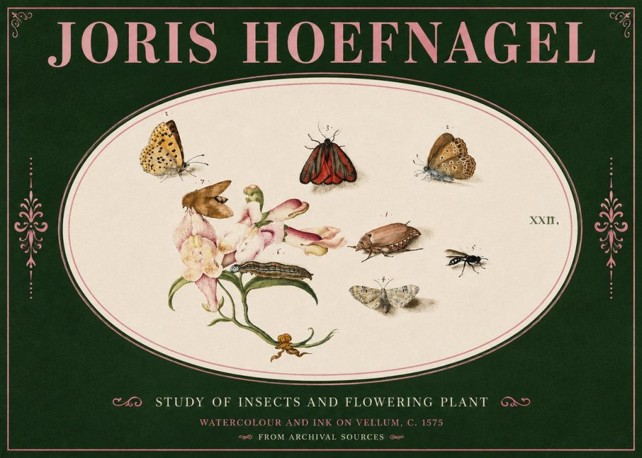 Joris Hoefnagel Study of Insects and Flowering Plant No4 - Affiche