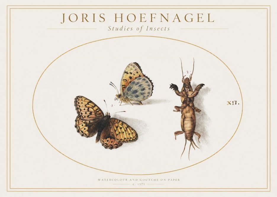 Joris Hoefnagel Studies of Insects Xii No1 - Affiche