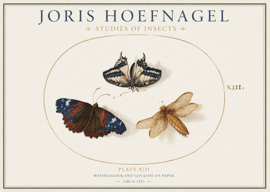 Joris Hoefnagel Studies of Insects - Plate Xiii No1 - Affiche