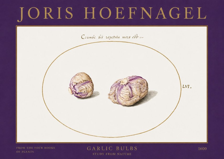 Joris Hoefnagel Garlic Bulbs Study from Nature No2 - Affiche