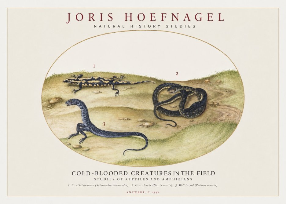 Joris Hoefnagel Cold-blooded Creatures in the Field No1 - Affiche