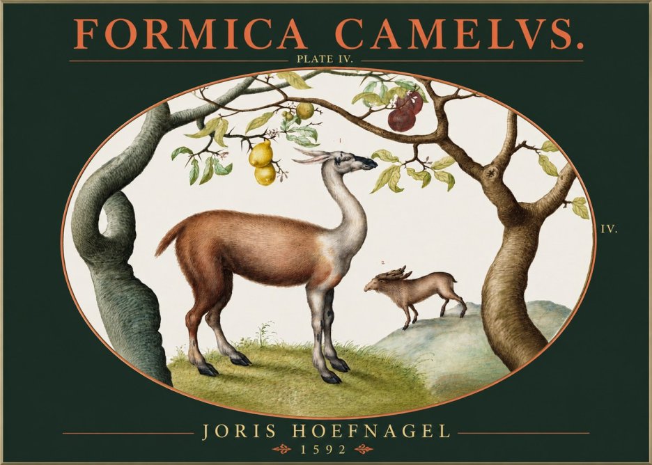 Joris Hoefnagel Formicamelus. No3 - Affiche