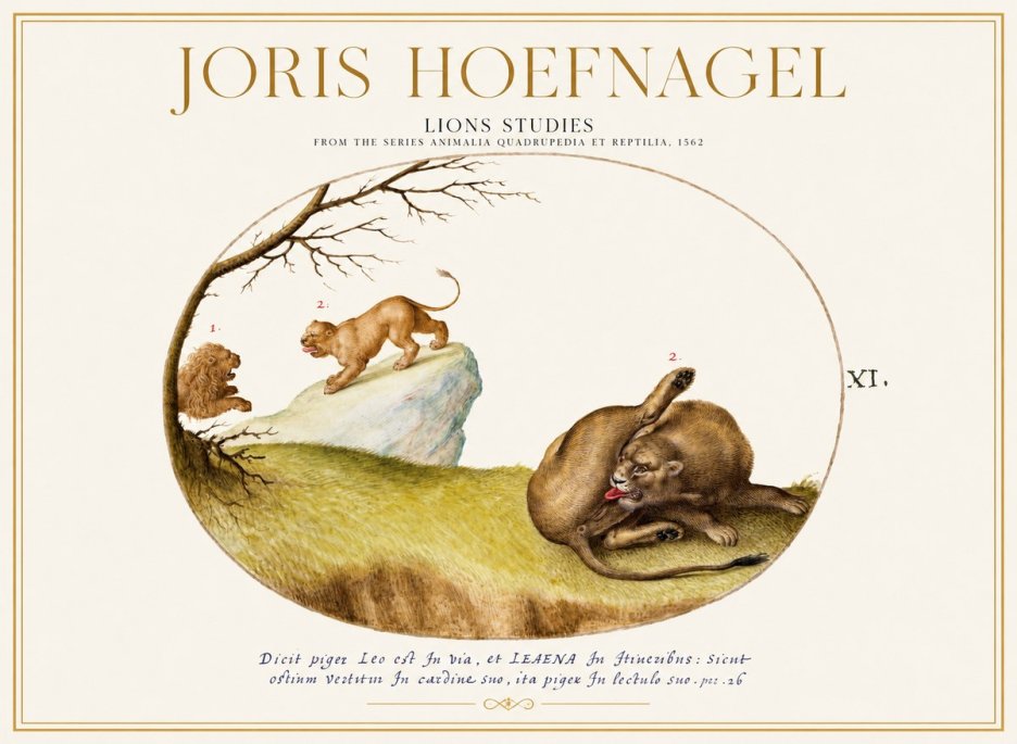 Joris Hoefnagel Lions Studies No1 - Affiche