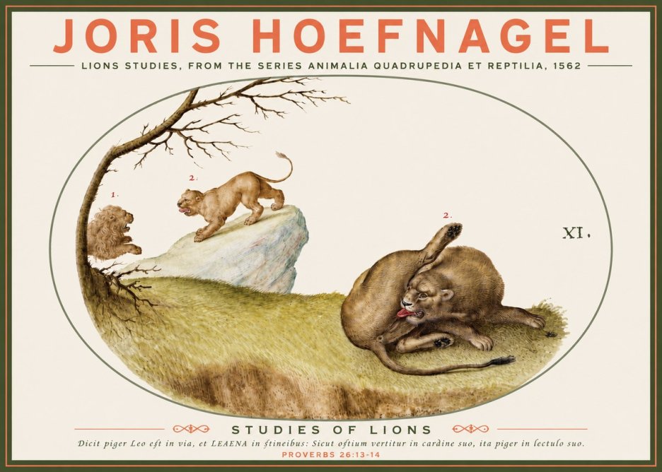 Joris Hoefnagel Lions Studies No3 - Affiche