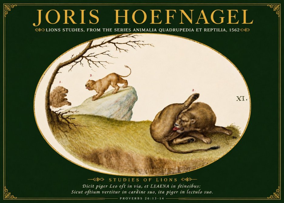 Joris Hoefnagel Lions Studies No5 - Affiche