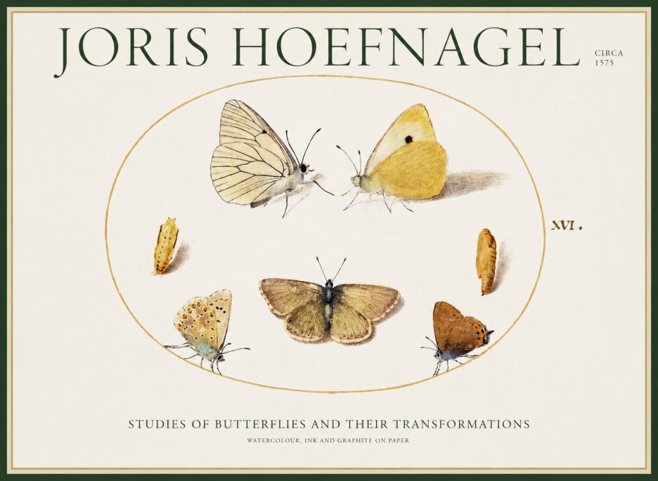 Joris Hoefnagel Studies of Butterflies and Their Transformations No1 - Affiche