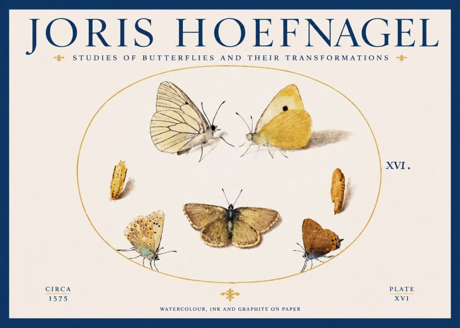 Joris Hoefnagel Studies of Butterflies and Their Transformations No2 - Affiche