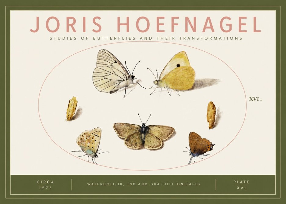 Joris Hoefnagel Studies of Butterflies and Their Transformations No3 - Affiche
