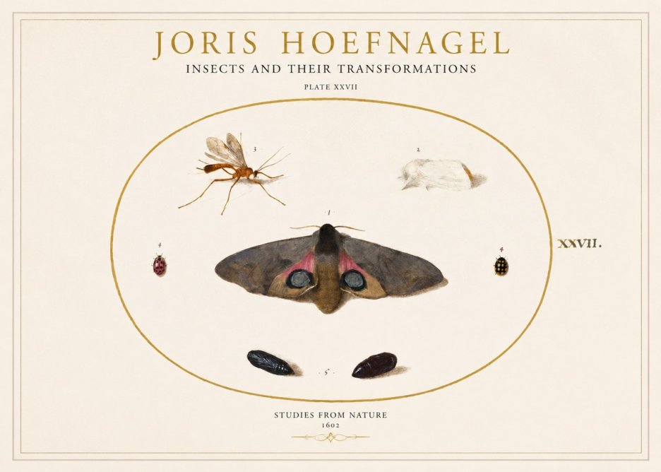Joris Hoefnagel Insects and Their Transformations - Plate Xxvii No1 - Affiche