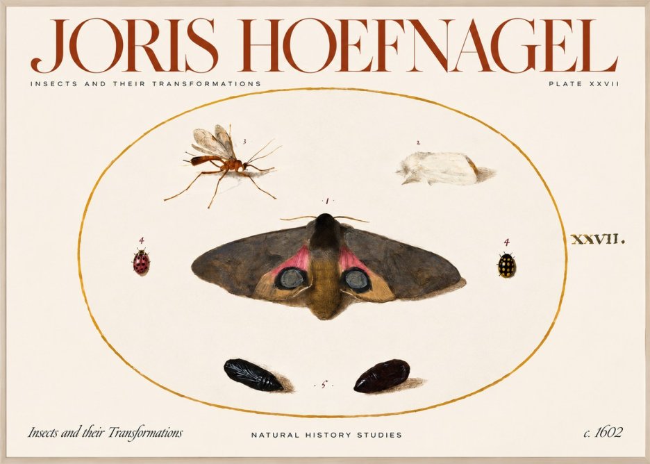 Joris Hoefnagel Insects and Their Transformations - Plate Xxvii No2 - Affiche