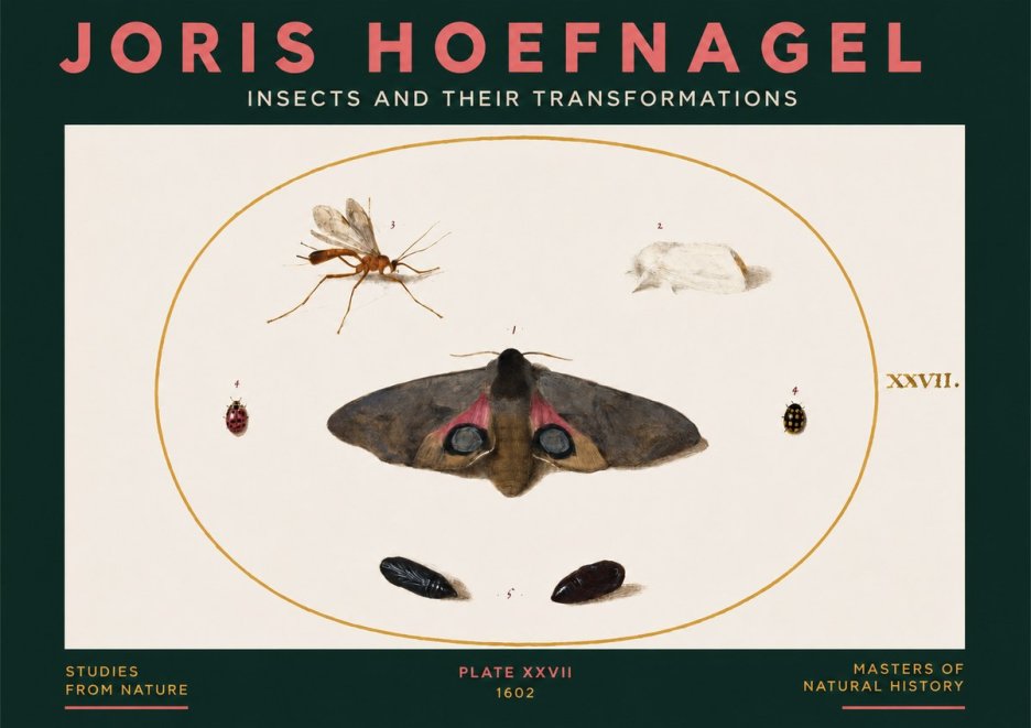 Joris Hoefnagel Insects and Their Transformations - Plate Xxvii No3 - Affiche