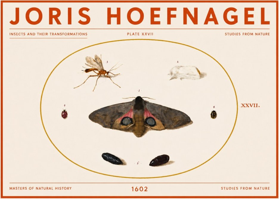 Joris Hoefnagel Insects and Their Transformations - Plate Xxvii No5 - Affiche