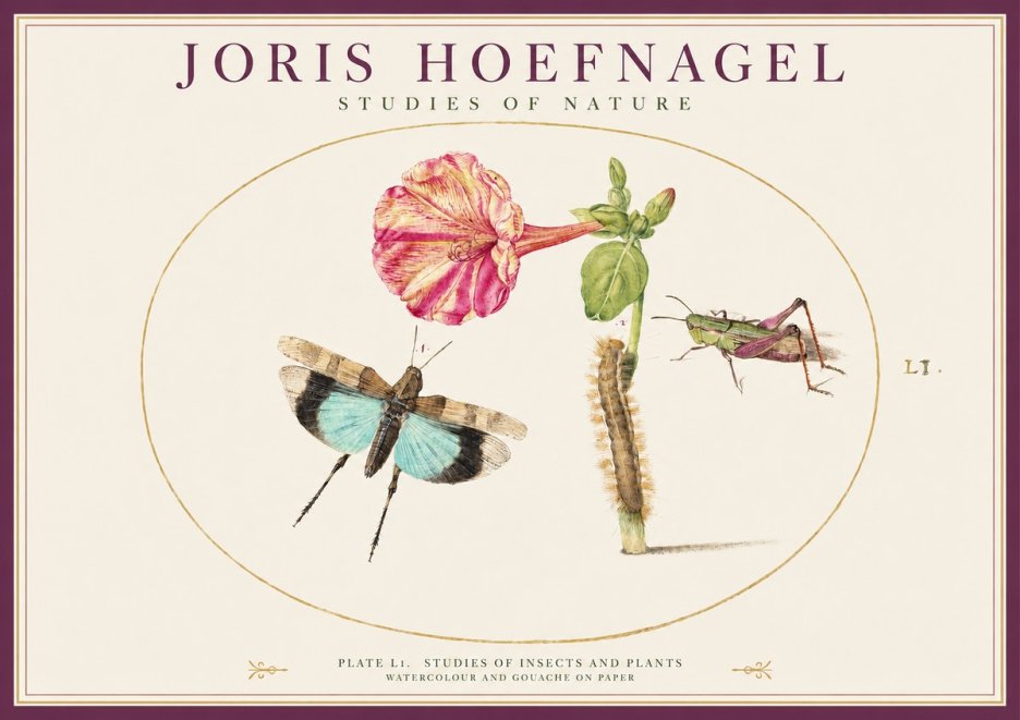 Joris Hoefnagel Plate L1. Studies of Insects and Plants No1 - Affiche