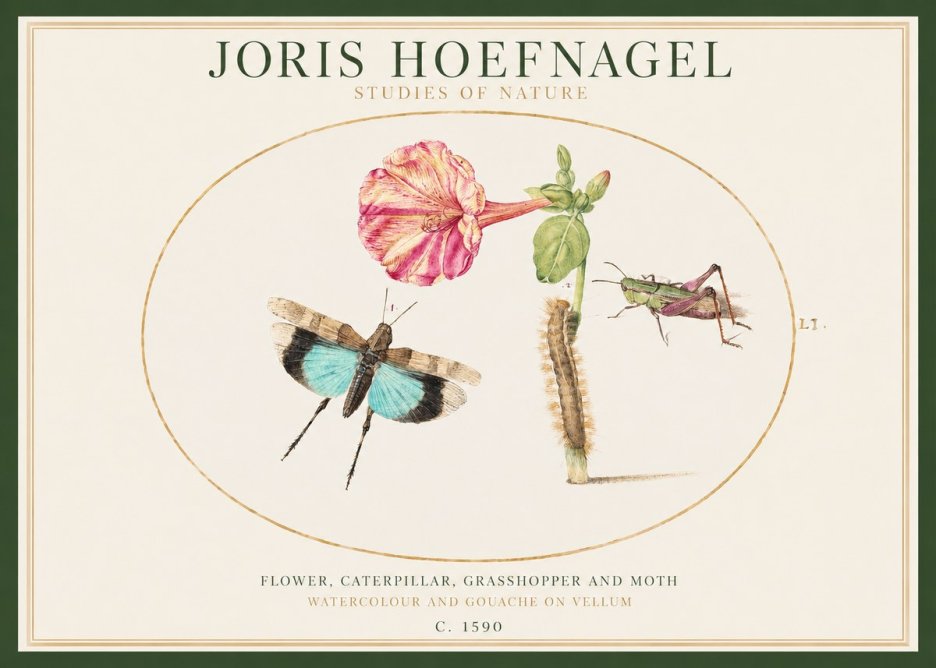 Joris Hoefnagel Plate L1. Studies of Insects and Plants No2 - Affiche