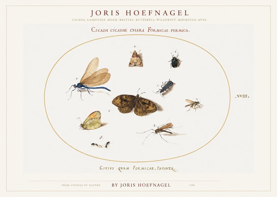 Joris Hoefnagel Cicada Cicadae Chara Formicae Formica. No1 - Affiche