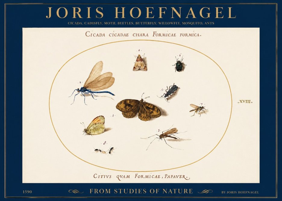 Joris Hoefnagel Cicada Cicadae Chara Formicae Formica. No2 - Affiche