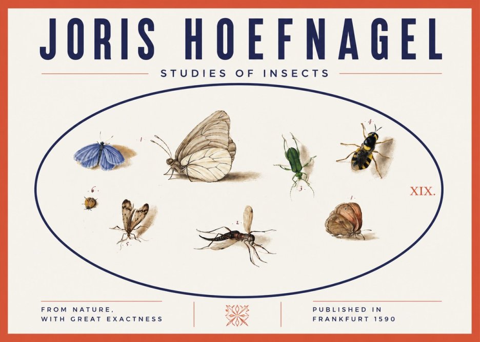 Joris Hoefnagel Studies of Insects V No3 - Affiche