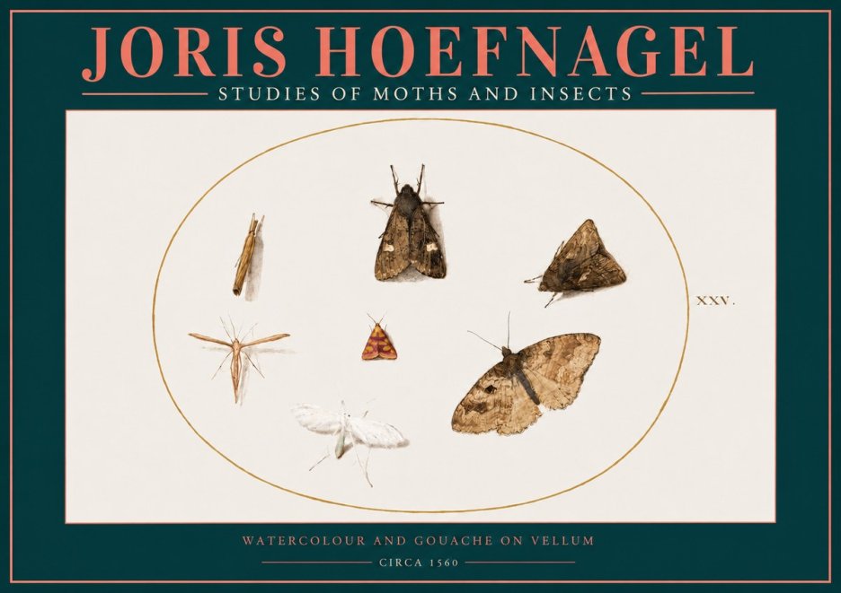 Joris Hoefnagel Studies of Moths and Insects - Xxv. No2 - Affiche
