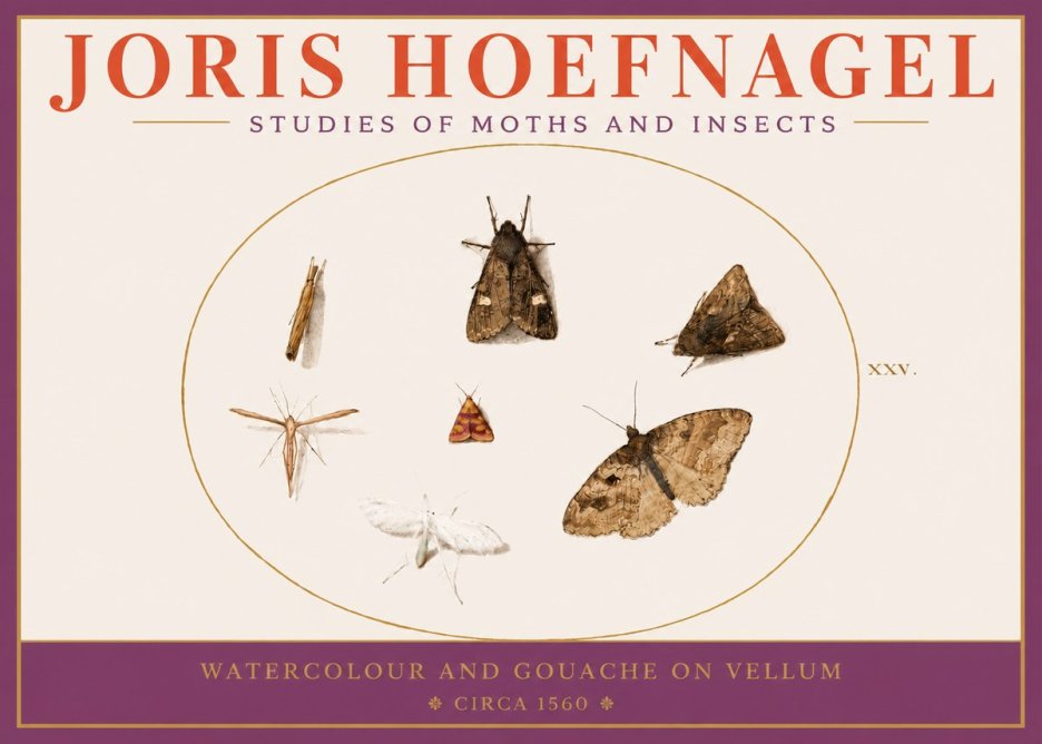 Joris Hoefnagel Studies of Moths and Insects - Xxv. No3 - Affiche