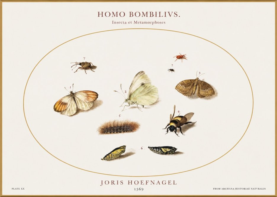 Joris Hoefnagel Homo Bombilivs. Insecta Et Metamorphoses No1 - Affiche