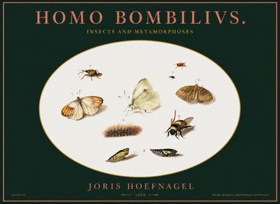 Joris Hoefnagel Homo Bombilivs. Insecta Et Metamorphoses No2 - Affiche
