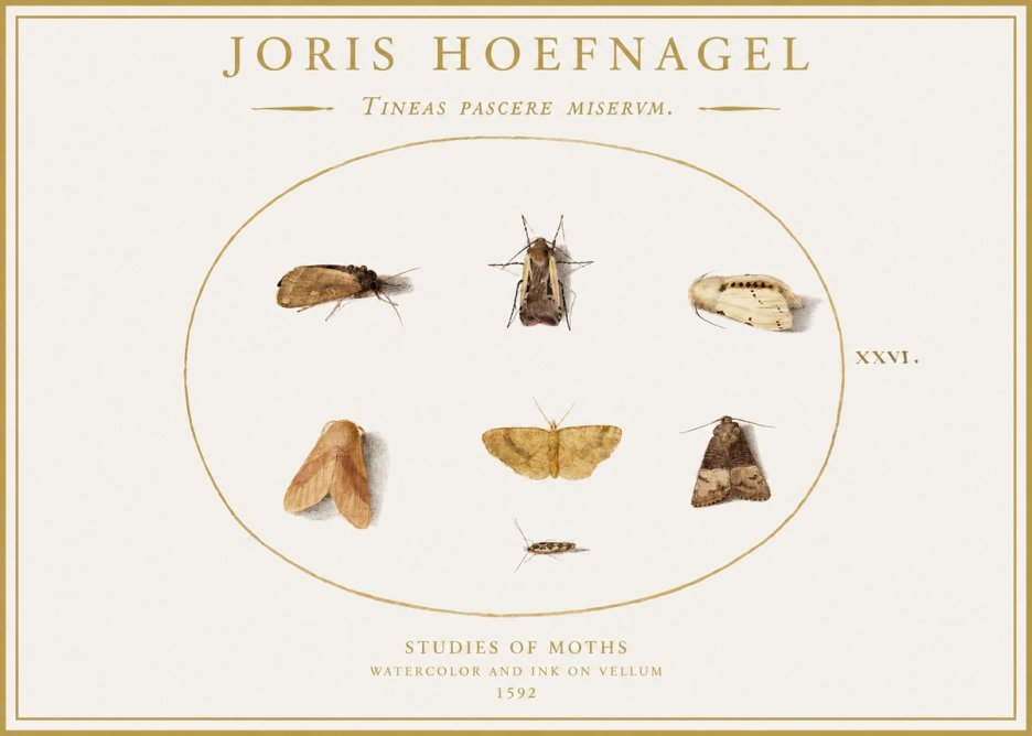 Joris Hoefnagel Studies of Moths II No1 - Affiche