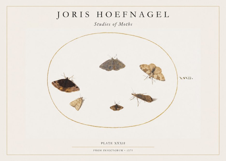 Joris Hoefnagel Studies of Moths III No1 - Affiche