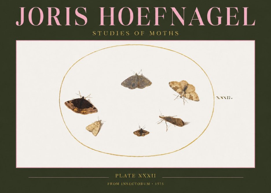 Joris Hoefnagel Studies of Moths III No2 - Affiche