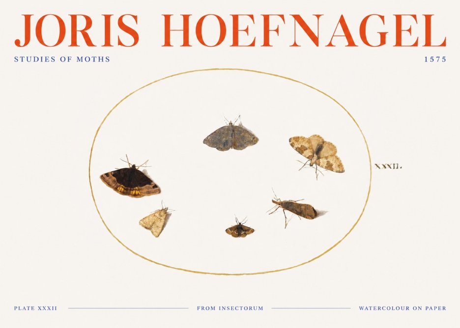 Joris Hoefnagel Studies of Moths III No3 - Affiche