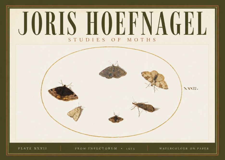 Joris Hoefnagel Studies of Moths III No4 - Affiche