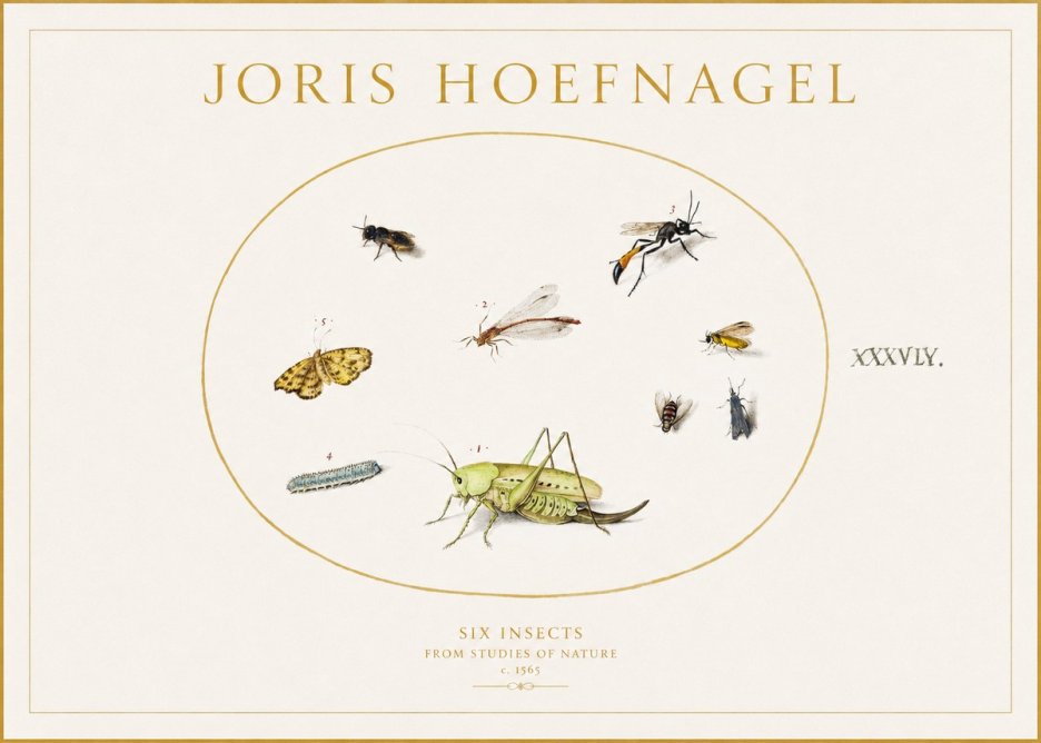 Joris Hoefnagel Six Insects from Studies of Nature C. 1565 No1 - Affiche