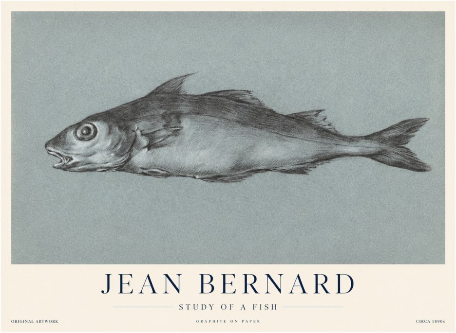 Jean Bernard Fish Study I No4 - Affiche