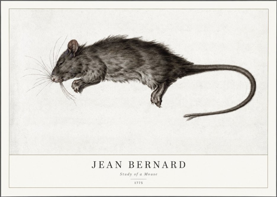 Jean Bernard Study of a Mouse II No1 - Affiche