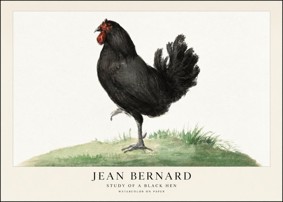 Jean Bernard Study of a Black Hen No1 - Affiche
