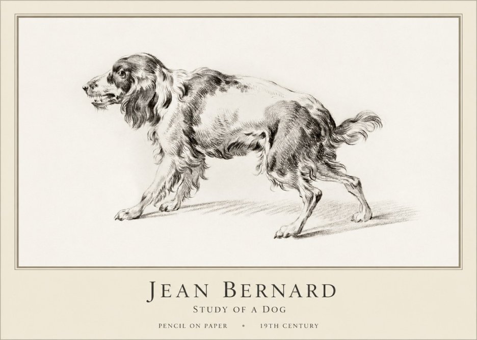 Jean Bernard Study of a Dog V No1 - Affiche