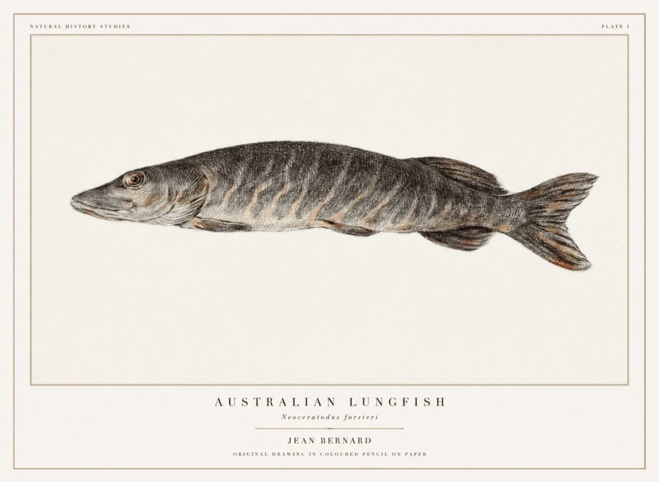 Jean Bernard Australian Lungfish No1 - Affiche