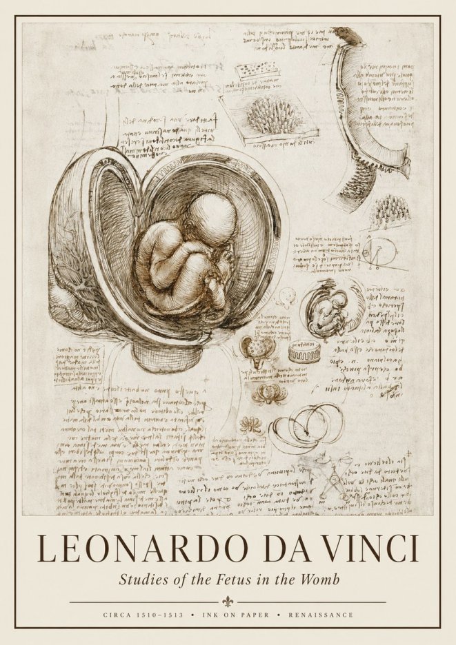 Leonardo da Vinci Studies of the Fetus in the Womb No1 - Affiche