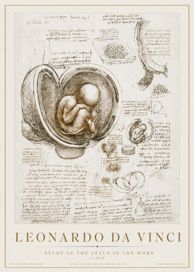 Leonardo da Vinci Studies of the Fetus in the Womb No3 - Affiche