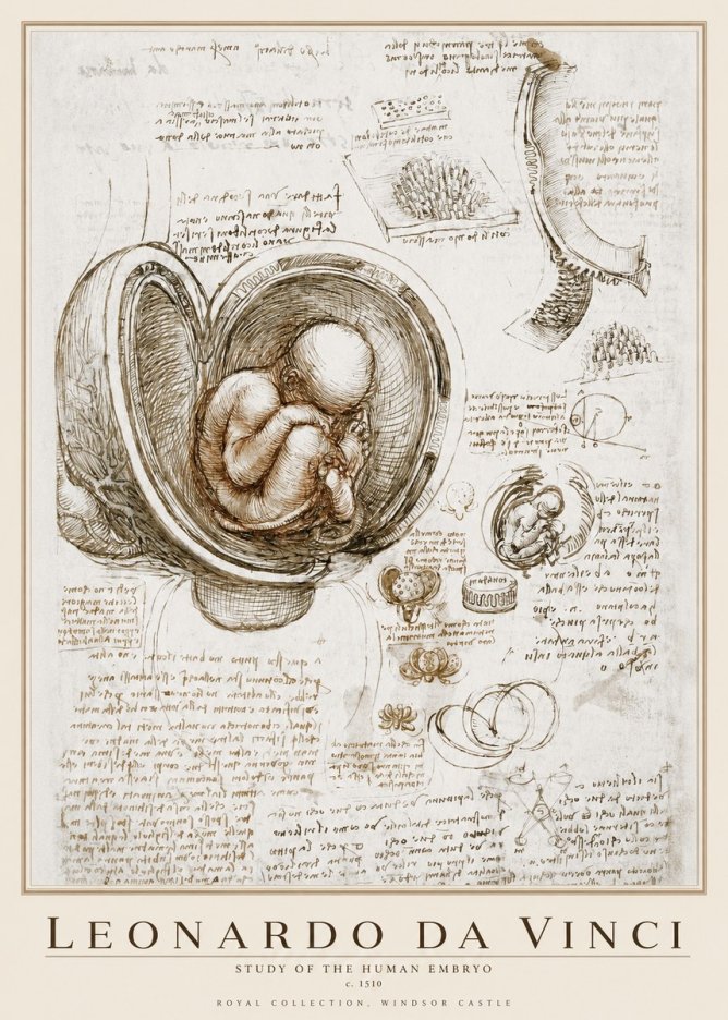 Leonardo da Vinci Studies of the Fetus in the Womb No4 - Affiche