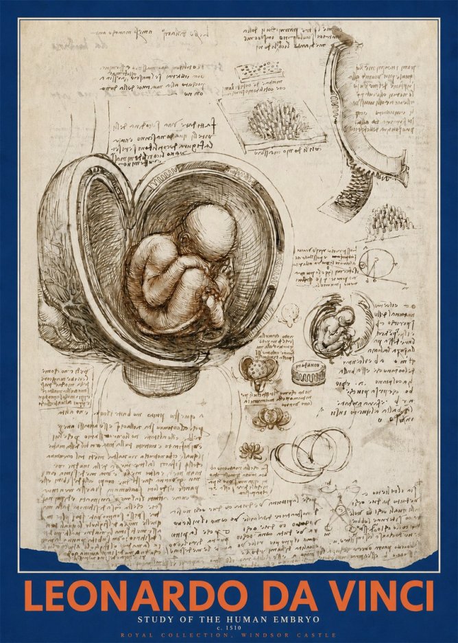 Leonardo da Vinci Studies of the Fetus in the Womb No5 - Affiche