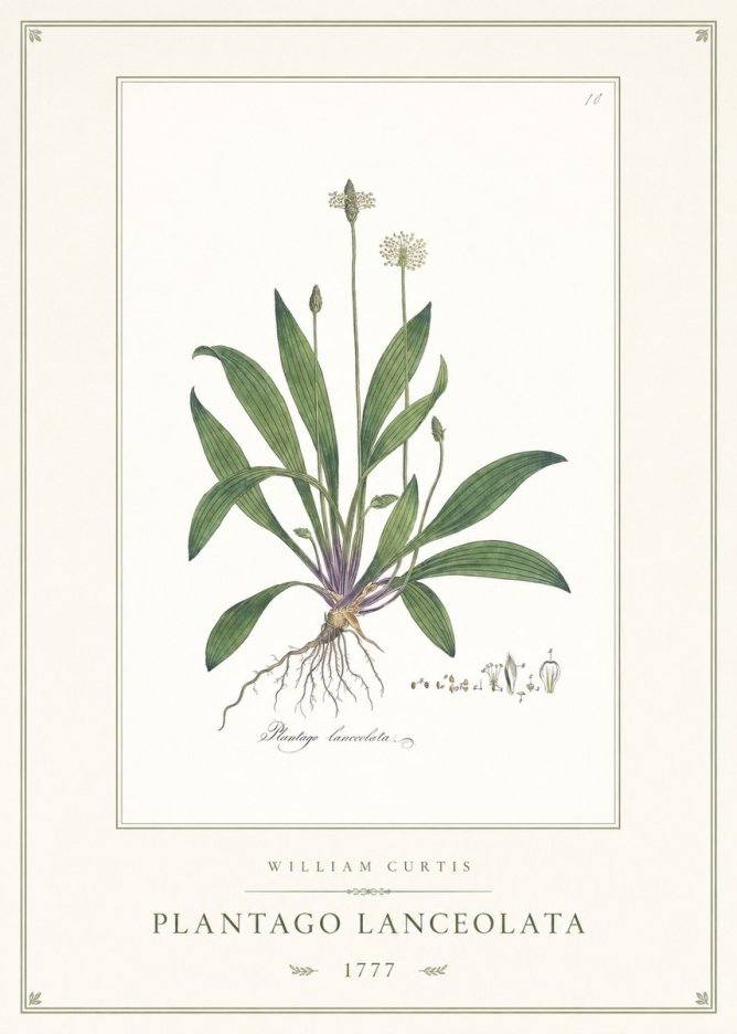 William Curtis Plantago Lanceolata II No1 - Affiche